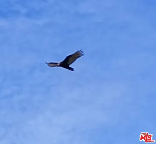 LOCAL CONDOR