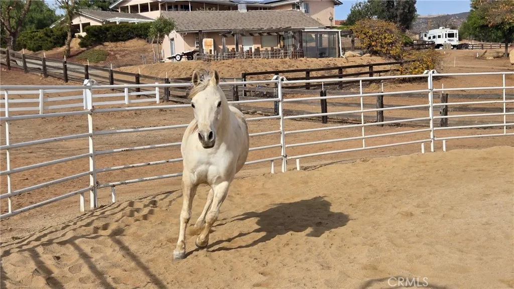 Horse in Round Pen