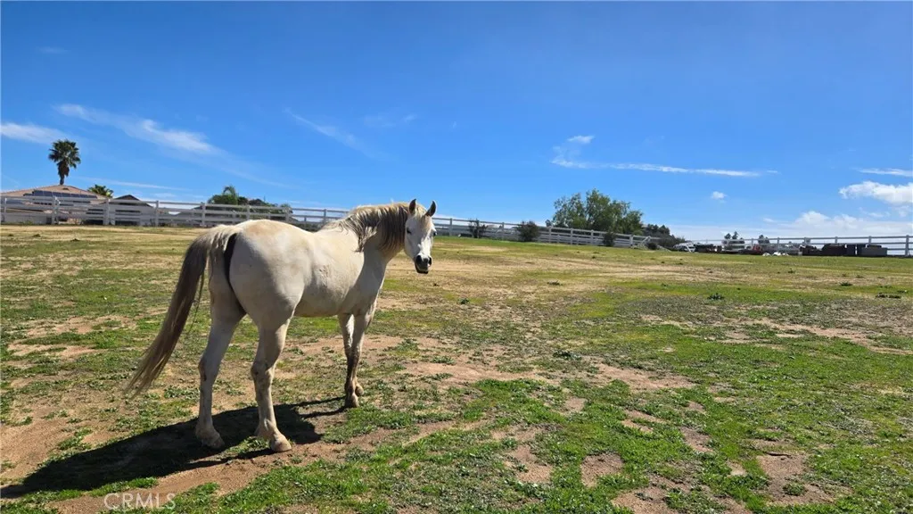 Horse in Pasture Area