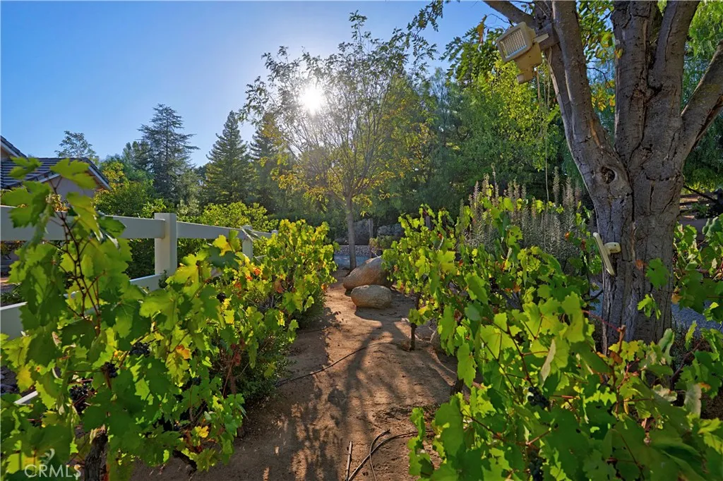 Zinfandel Grape Vines - fruit producing and can be harvested for wine!