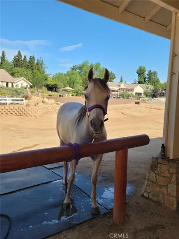 Horse at Hitching Post