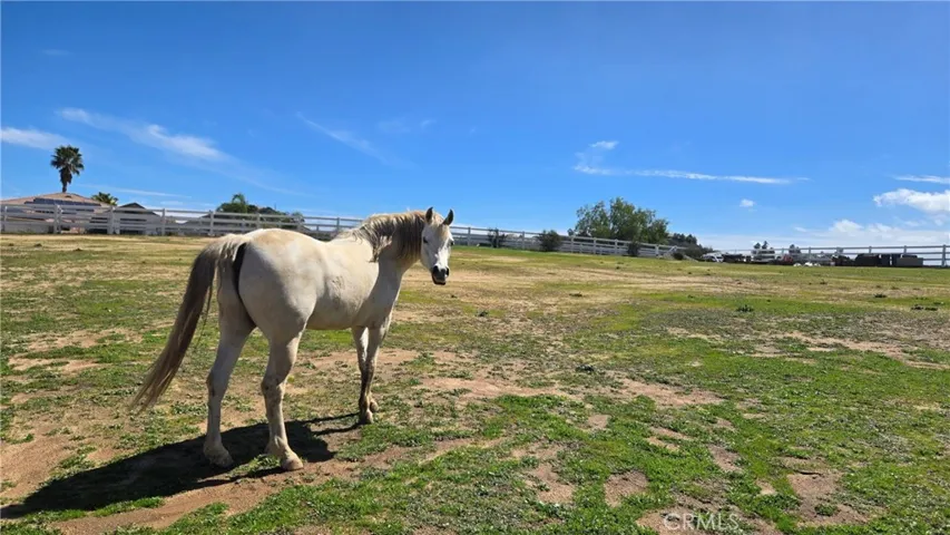 Horse in Pasture Area