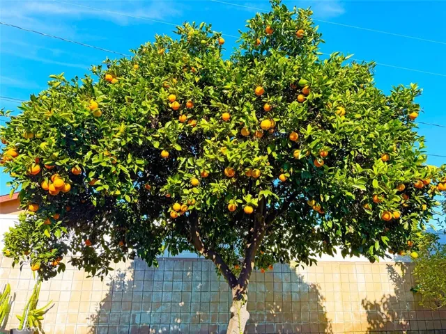 Orange Tree