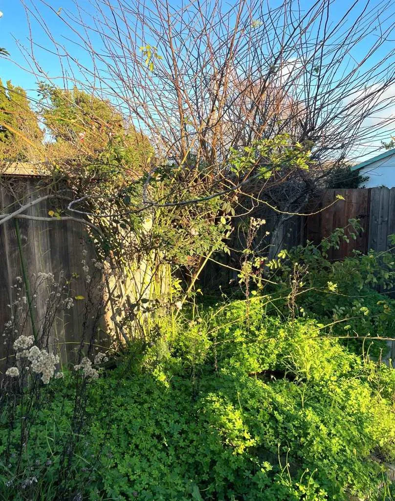 363 W Bissell Ave, Richmond, California 94801 home-pic-21