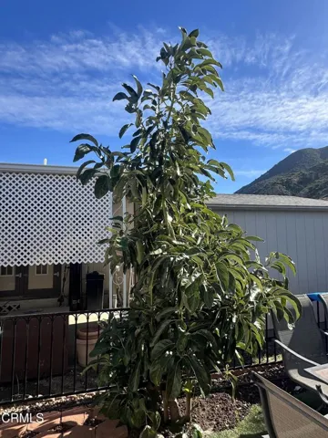 Avocado Tree