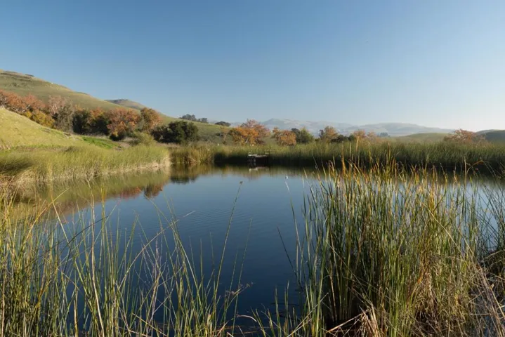 Another view of the pond.