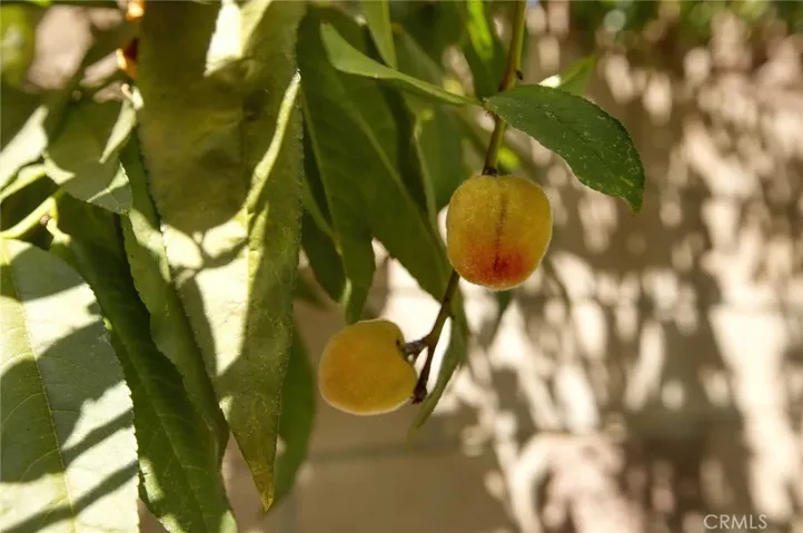Peach Tree