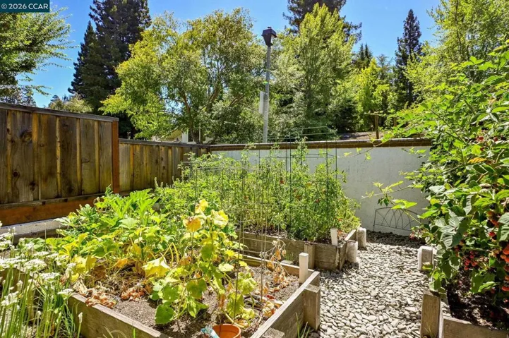 Organic veggie garden