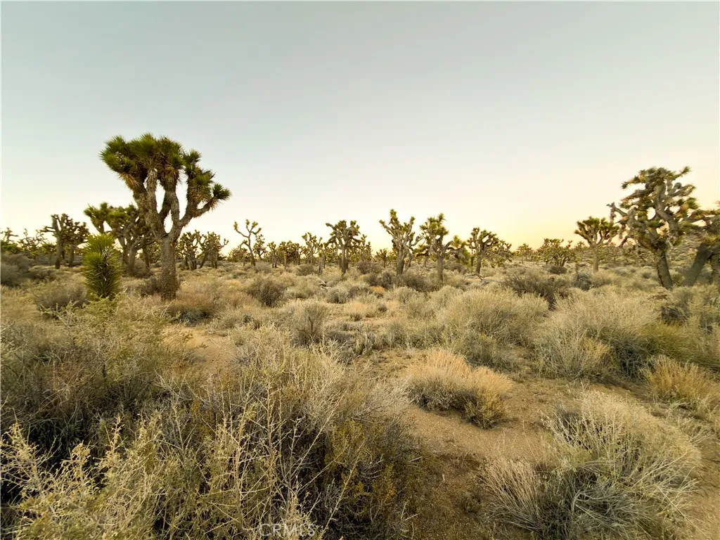 20 ancient Joshua Trees