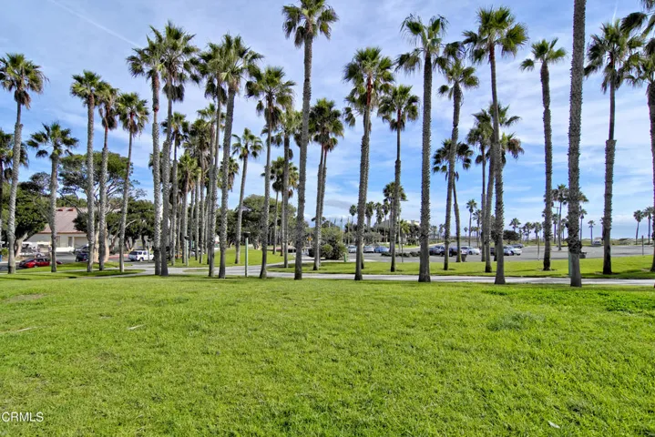 Port Hueneme Palm Trees