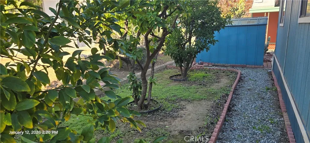 Back yard with fruit trees