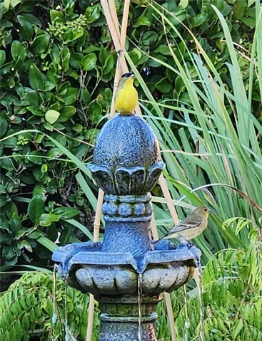 Back yard fountain attracts a lot of birds & bees
