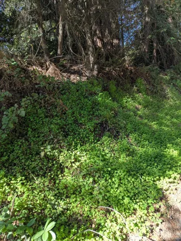 8055 Glen Haven Road, Soquel, California 95073 — photo 5