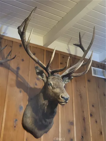 Multiple valuable trophy deer plus a bear mount