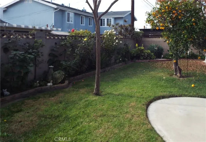 Look at that Orange Tree Full.