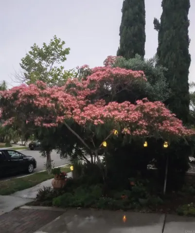 Spring/Summer Blooms