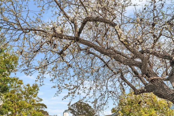 Exterior trees in bloom