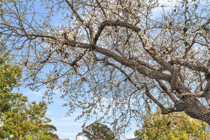 Exterior trees in bloom