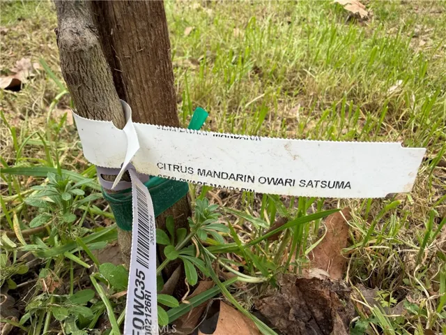 Mandarin Satsuma tree