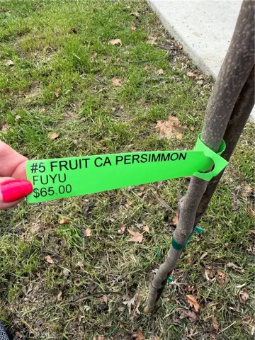 Persimmon tree