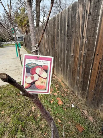 Donut peach tree
