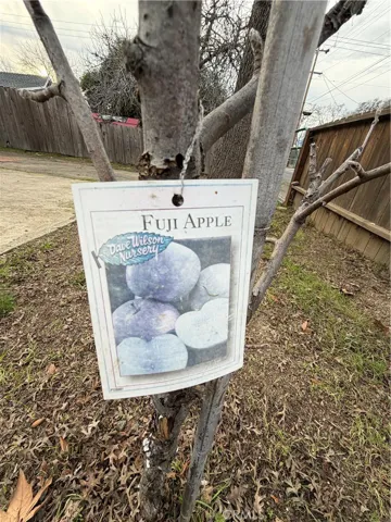 Fuji apple tree