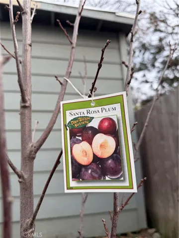 Santa Rosa Plum tree