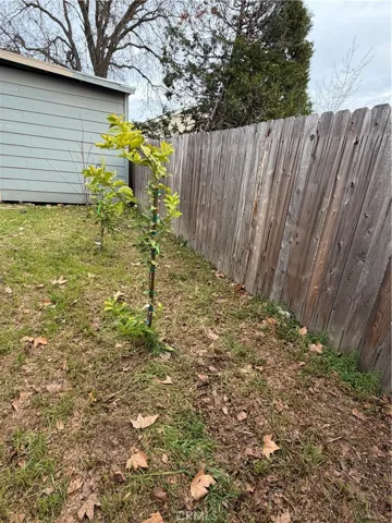 Back fence with fruit trees and shed
