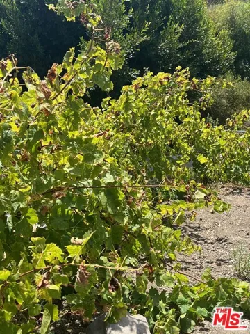 Happy grape vines