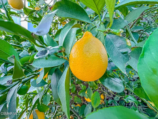 gBackyard and Amenities2