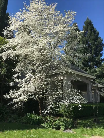 Dogwood Tree in full bloom, photo provided by Seller