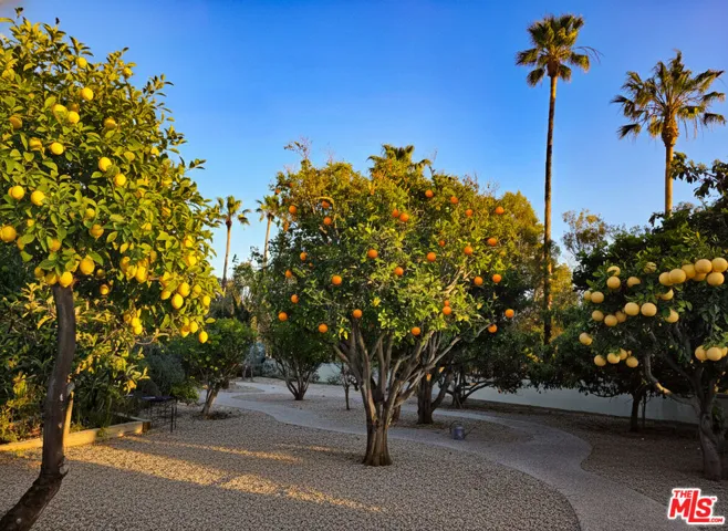 orange and lemon trees