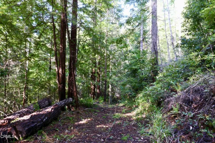 Trail