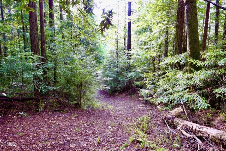 Trail