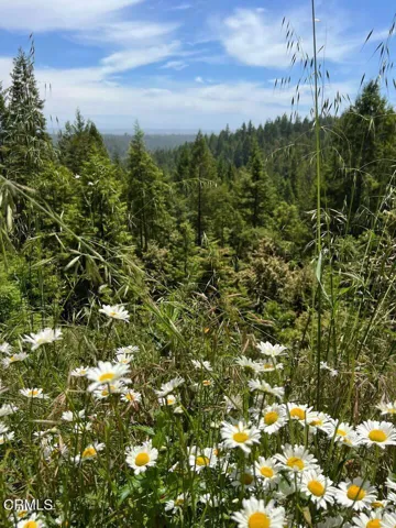 Spring Flowers