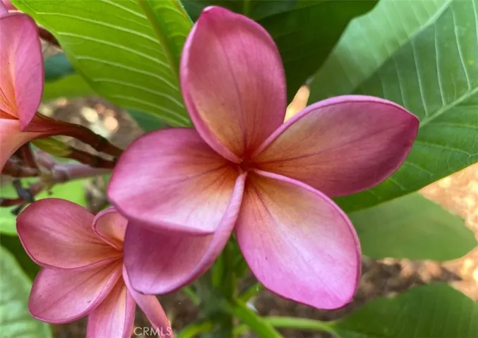 Mature flowers and trees