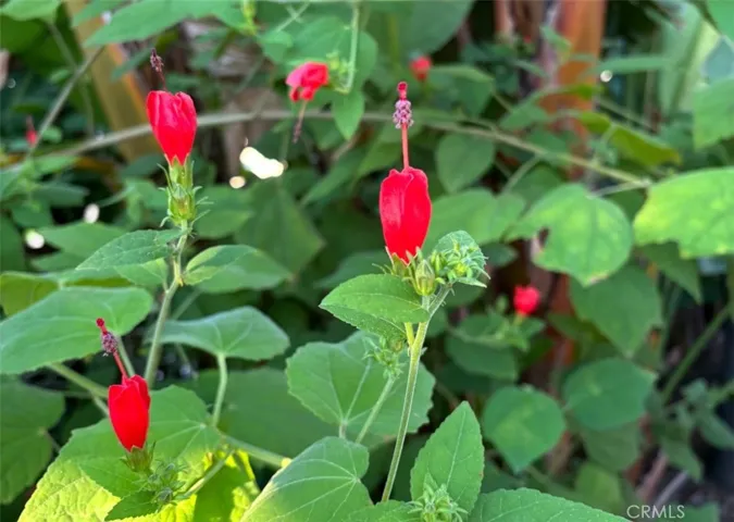 Mature flowers and trees