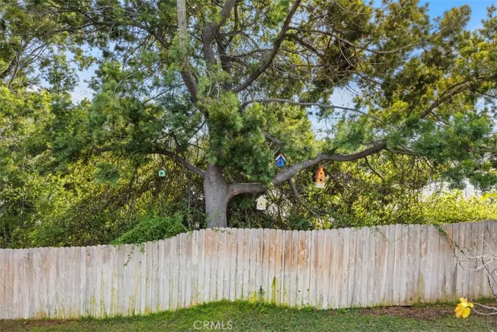 Large tree with wildlife