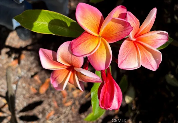 Mature flowers and trees