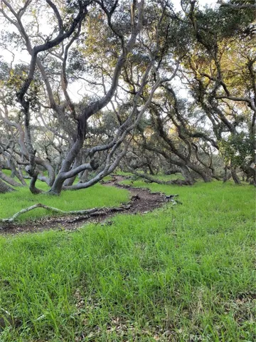 A path in DH's Peggy's Forest