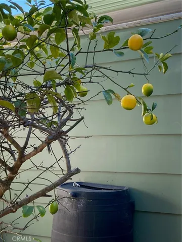 Mature lemon tree