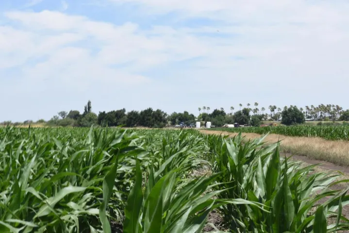 16071 Tyler Island Road, Isleton, California 95641