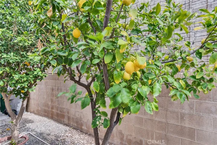 LEMON & ORANGE TREES
