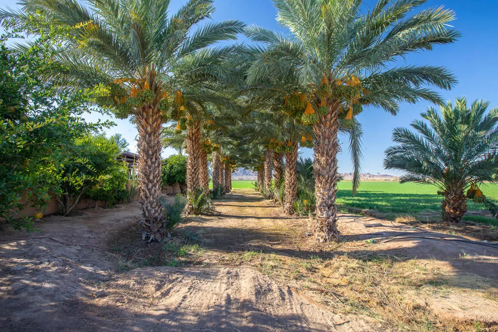 9645 4th Avenue, Blythe, California 92225 home-pic-27