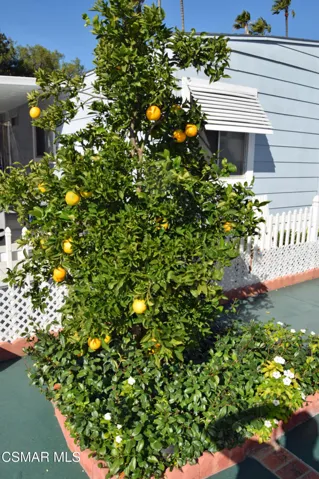 Frui9t Tree
