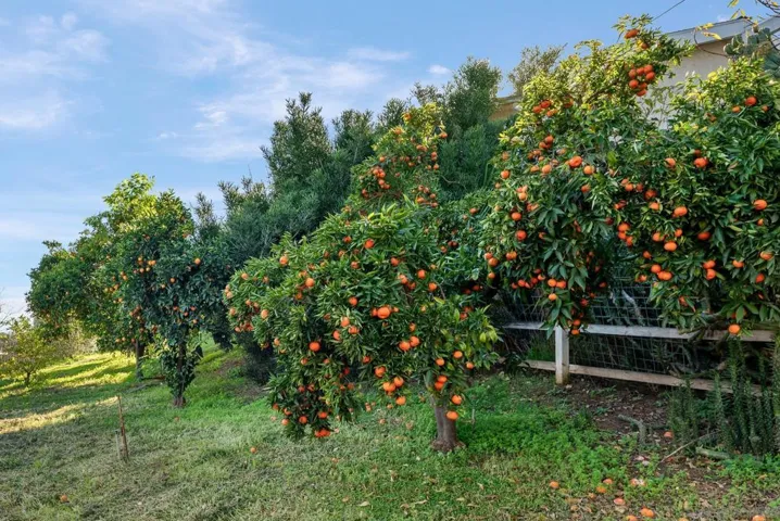 Fruit trees line the back area of the property