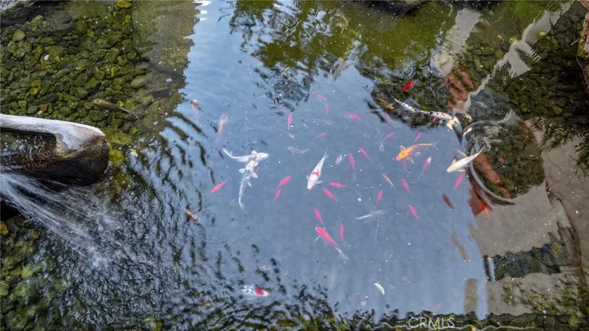 Japanese Koi Pond