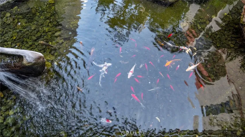 Japanese Koi Pond