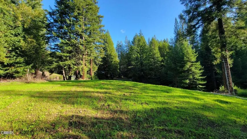 Meadow