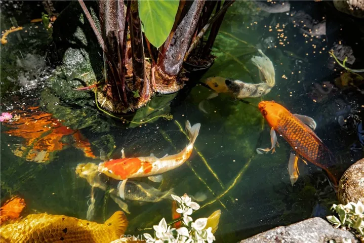 Koi Pond private front yard